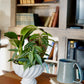 Potted plant on a wooden table with books and a TV in the background