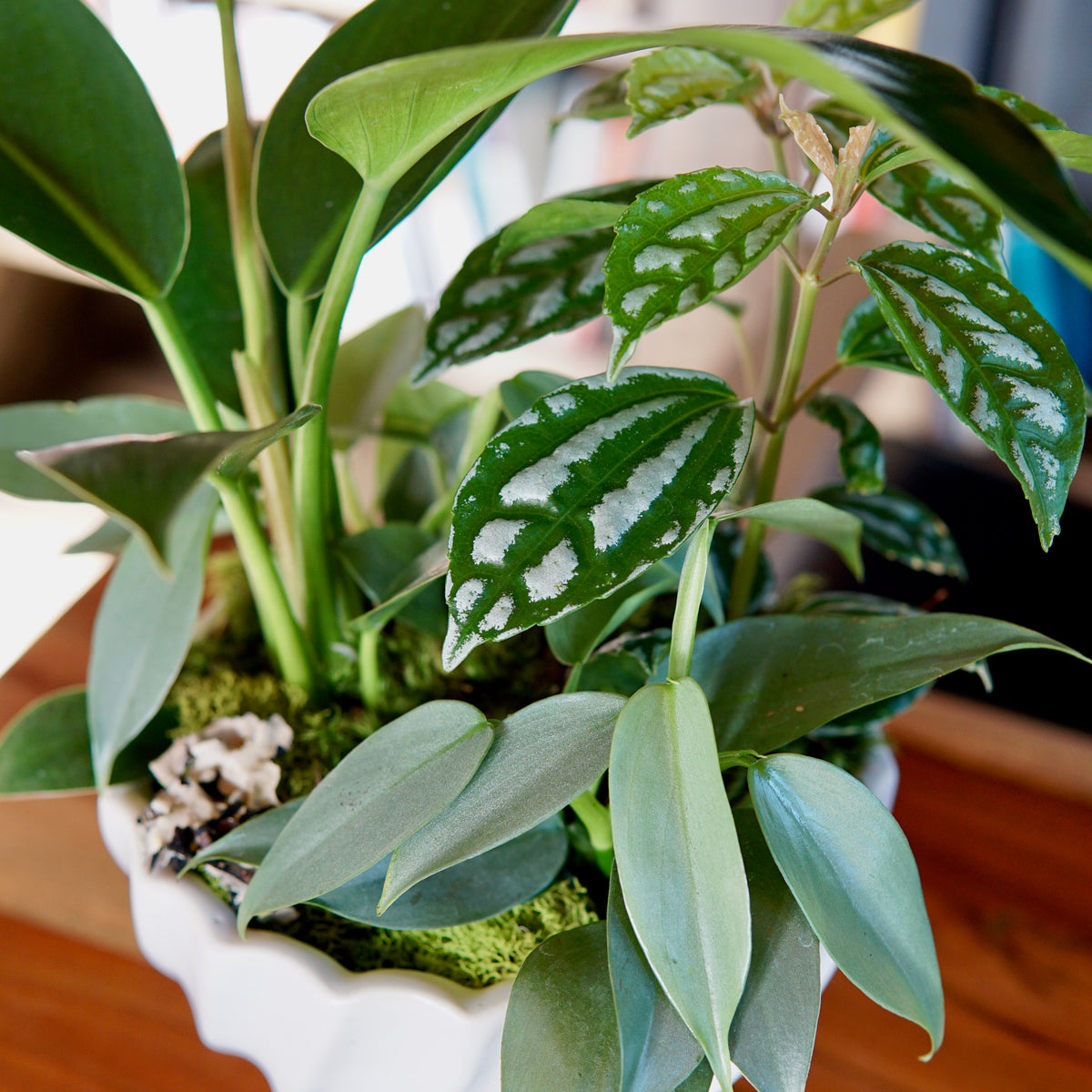 Potted plant with green leaves on a wooden surface