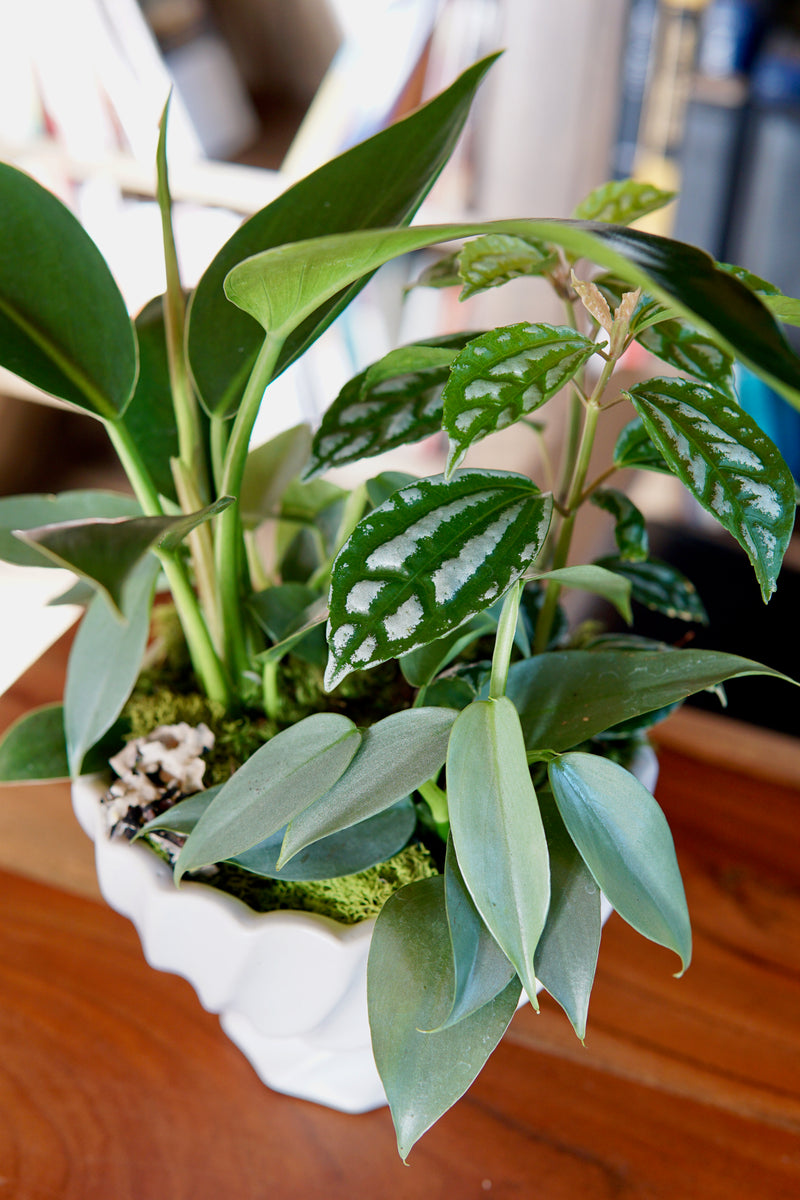 Potted plant with green leaves on a wooden surface