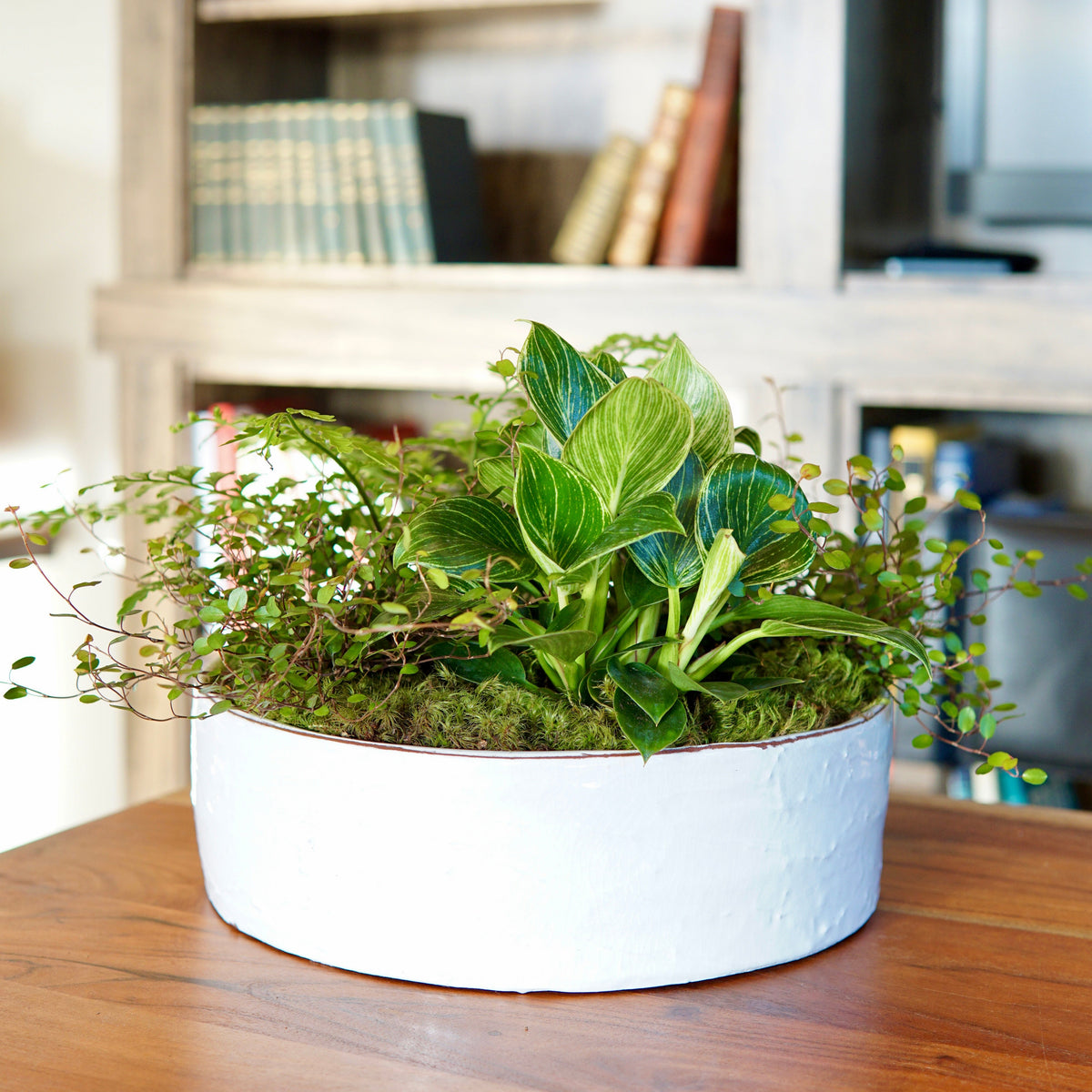 Potted plant on a wooden table with a bookshelf in the background