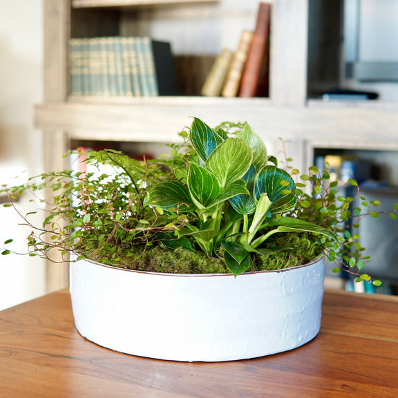 Potted plant on a wooden table with a bookshelf in the background