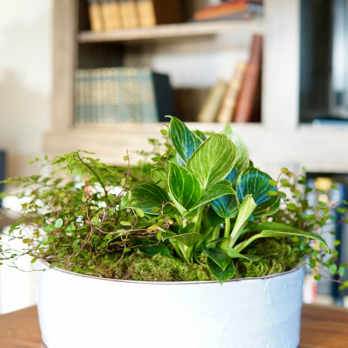 Green plant in a white pot on a wooden surface with a bookshelf in the background