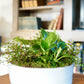Green plant in a white pot on a wooden surface with a bookshelf in the background