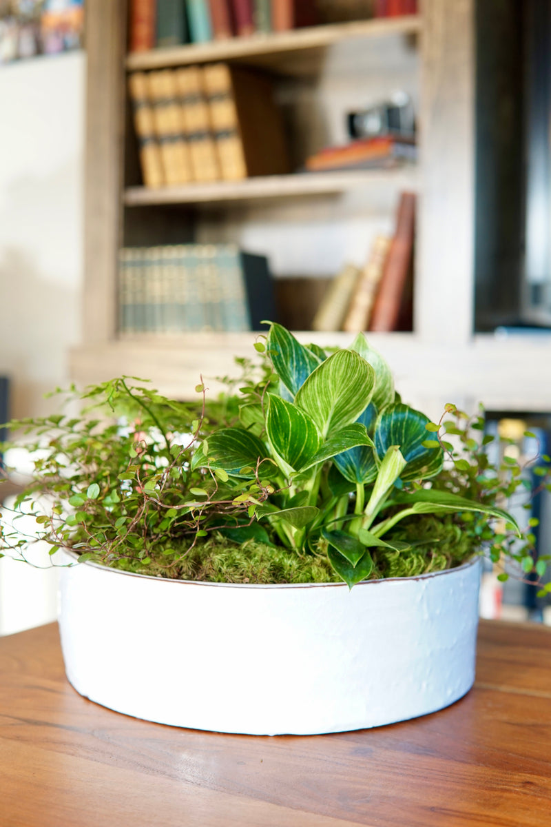 Green plant in a white pot on a wooden surface with a bookshelf in the background