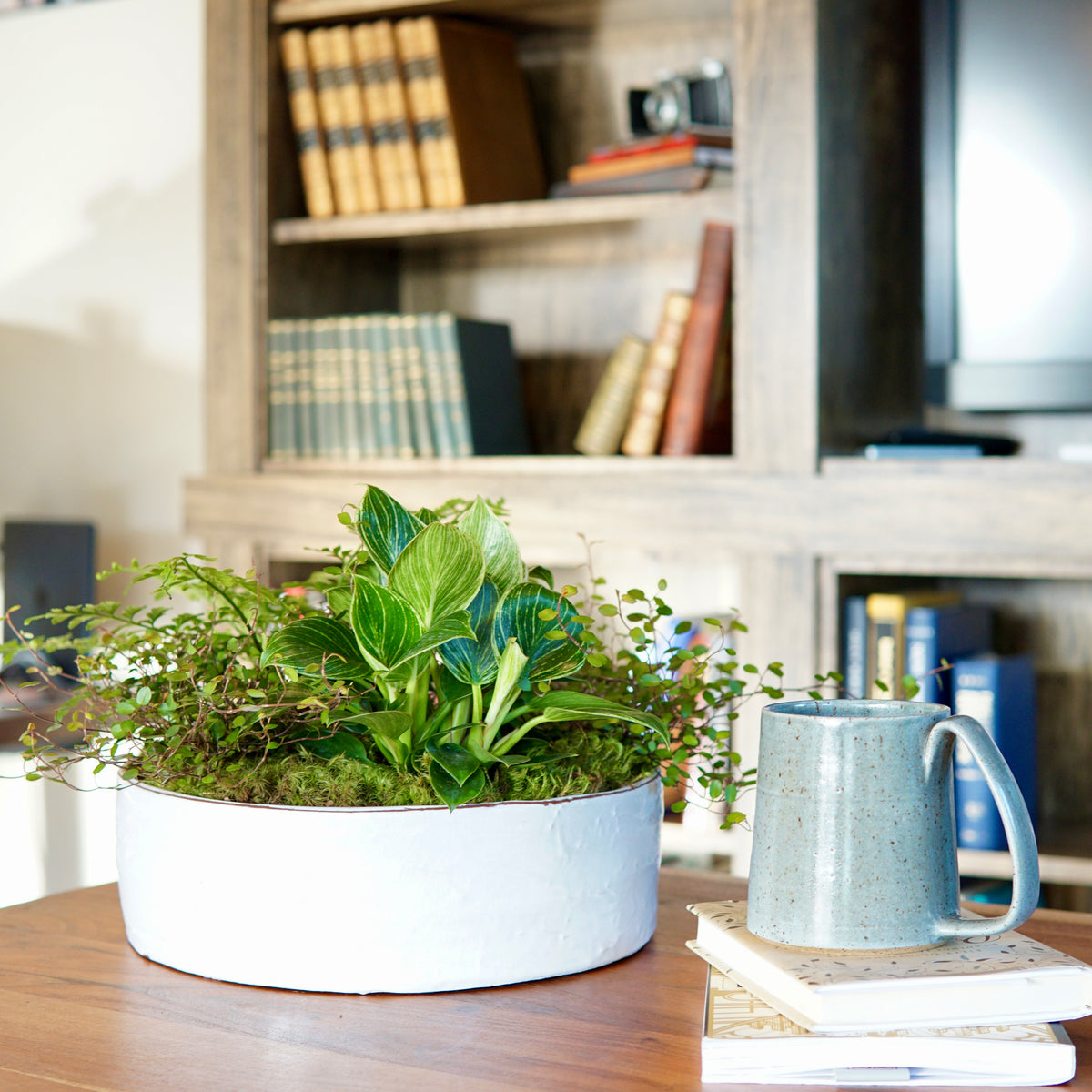 Potted plant and mug on a desk with bookshelf in the background