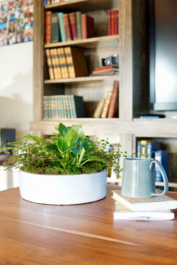 Potted plant and mug on a desk with bookshelf in the background