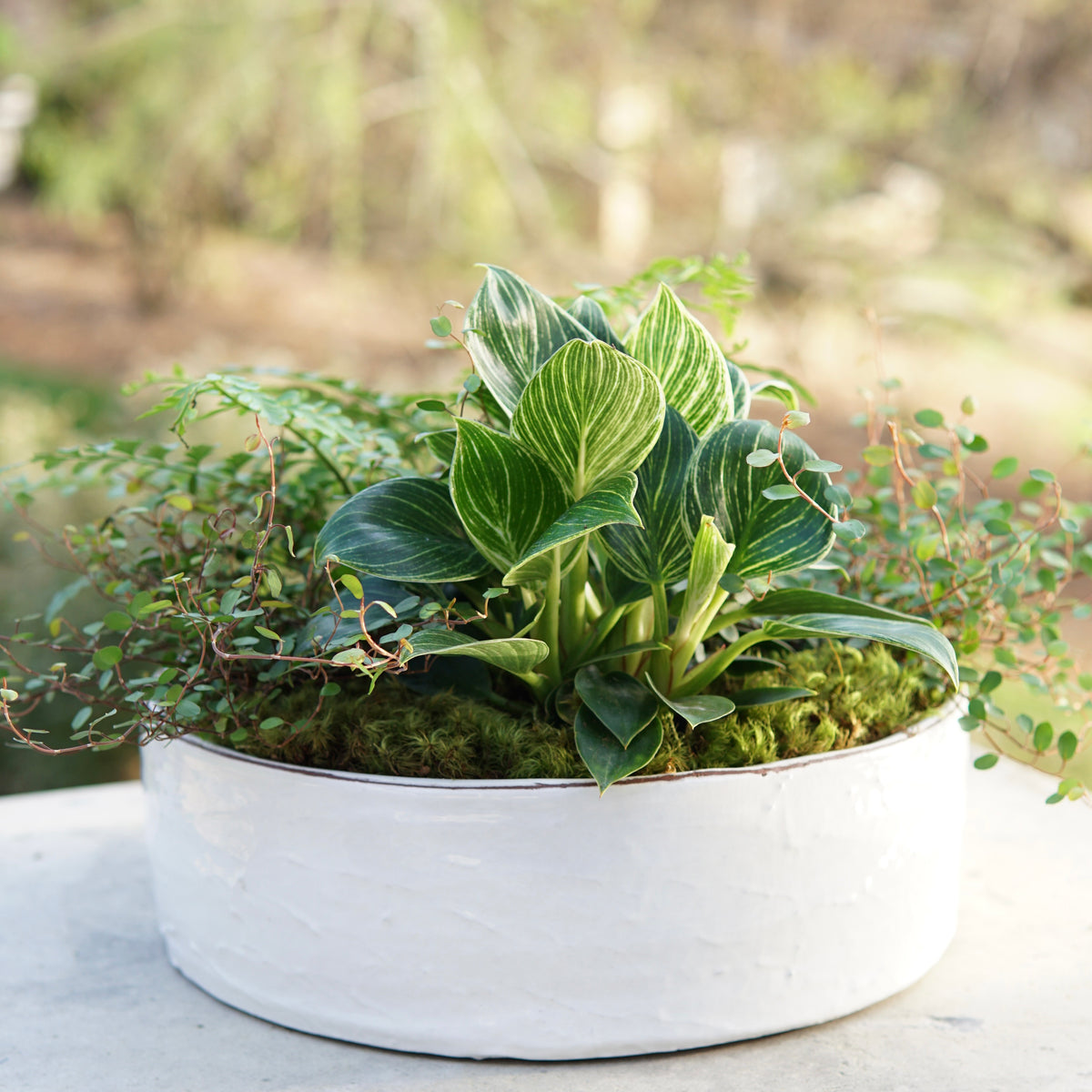 Potted plant with green leaves in a white pot on a concrete surface