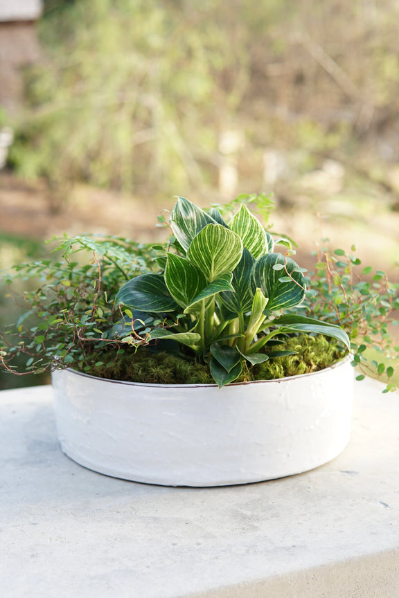Potted plant with green leaves in a white pot on a concrete surface