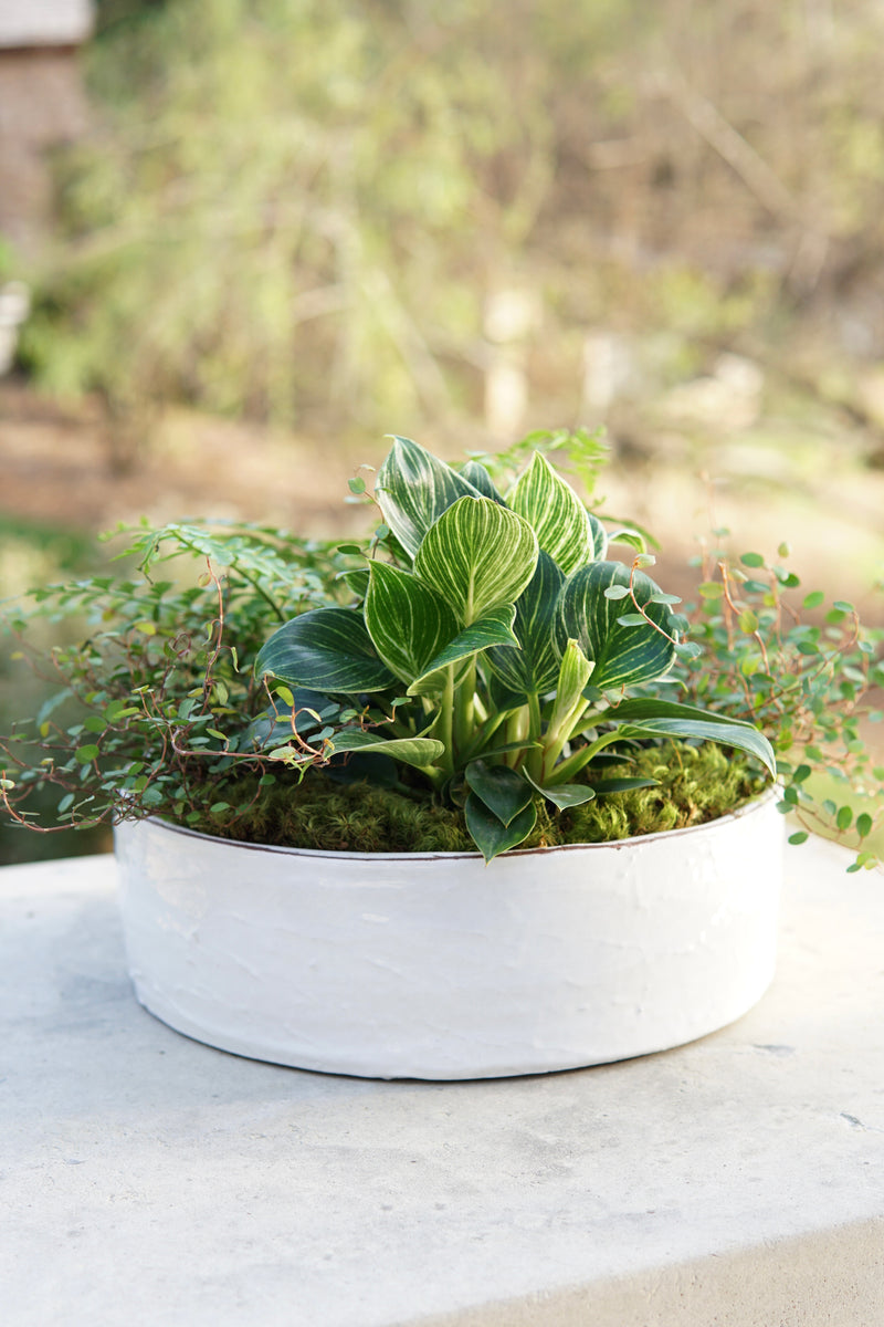 Potted plant with green leaves in a white pot on a concrete surface