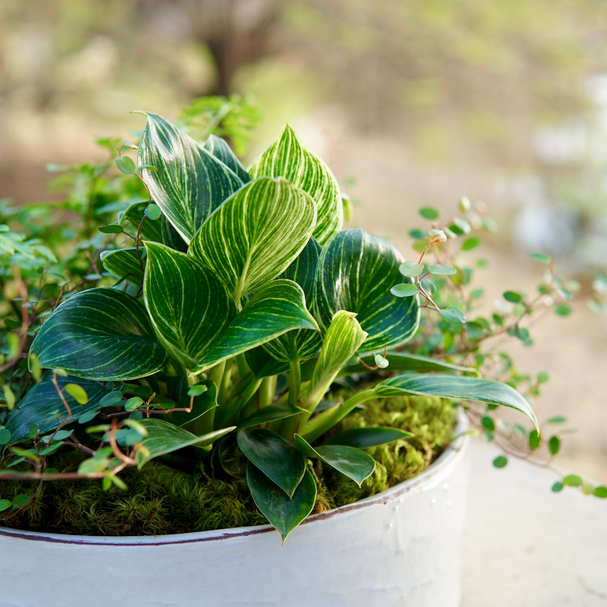 Potted plant with green leaves on a blurred natural background