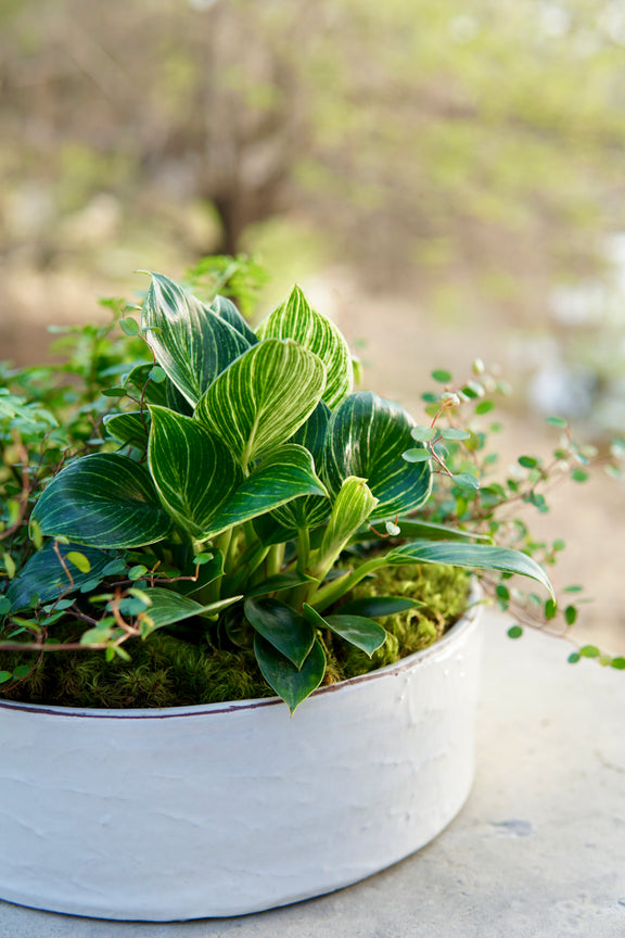 Potted plant with green leaves on a blurred natural background