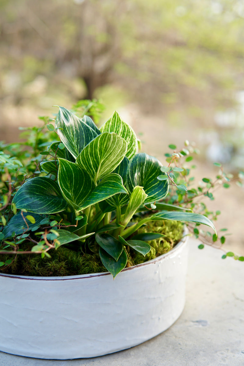 Potted plant with green leaves on a blurred natural background