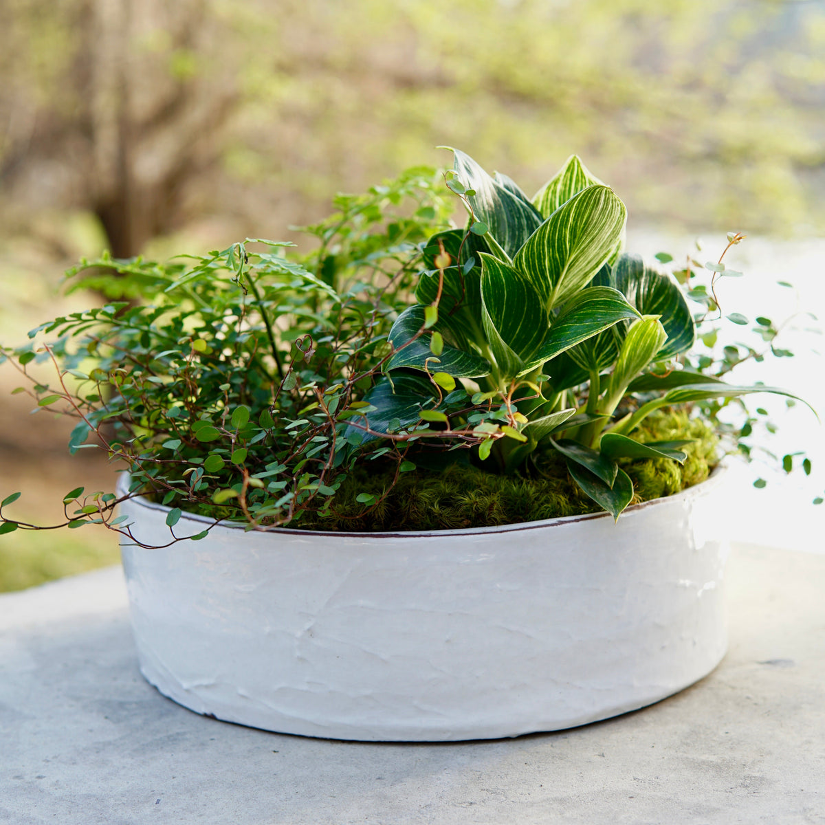 White planter with green plants on a light surface