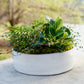 White planter with green plants on a light surface