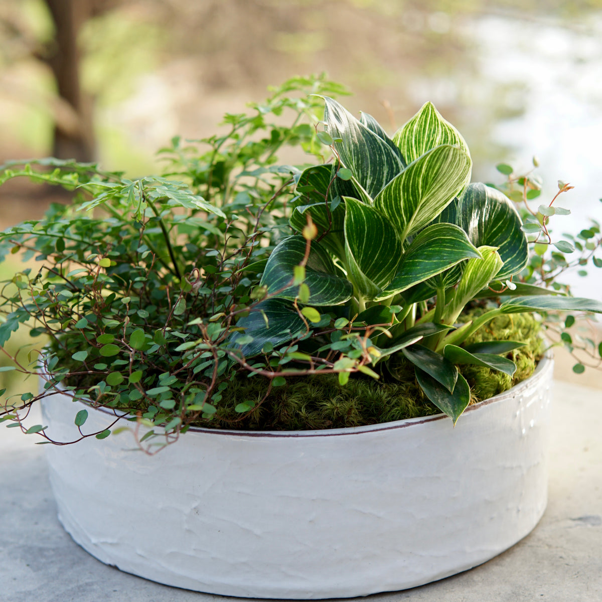 White planter with green plants on a concrete surface