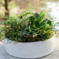White planter with green plants on a concrete surface