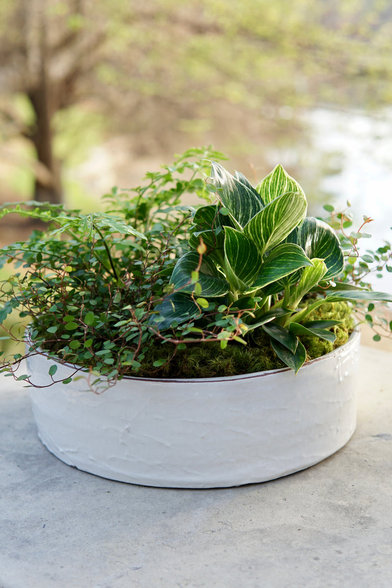 White planter with green plants on a concrete surface