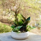 Decorative plant arrangement in a white pot on a stone surface with a blurred natural background