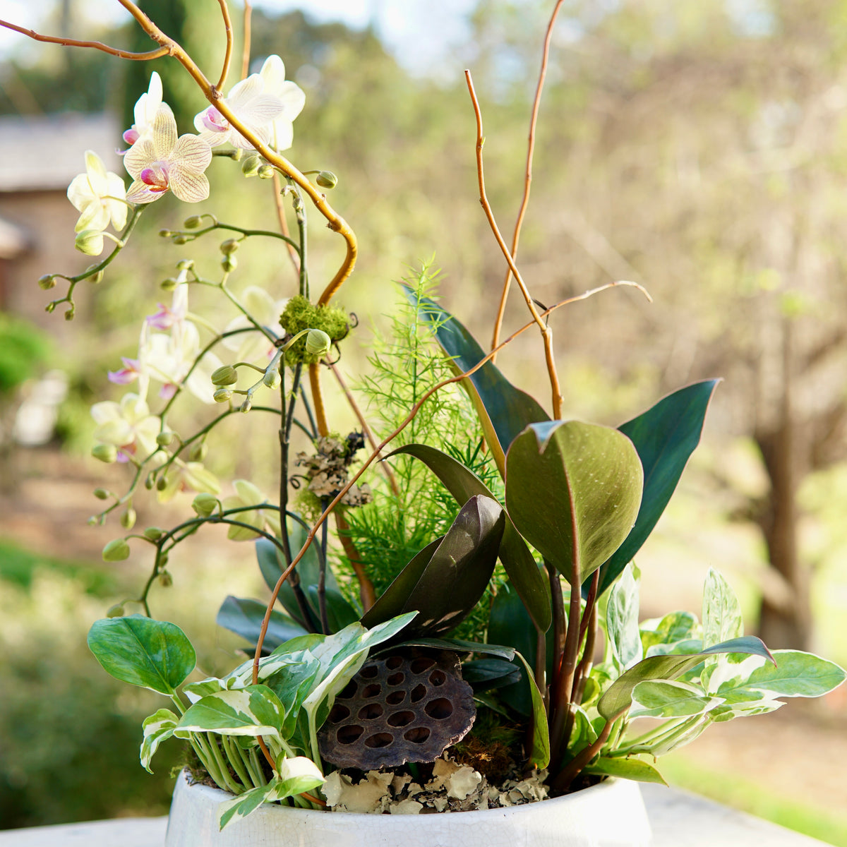 Decorative plant arrangement in a white pot with a blurred natural background