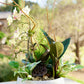 Decorative plant arrangement in a white pot with a blurred natural background