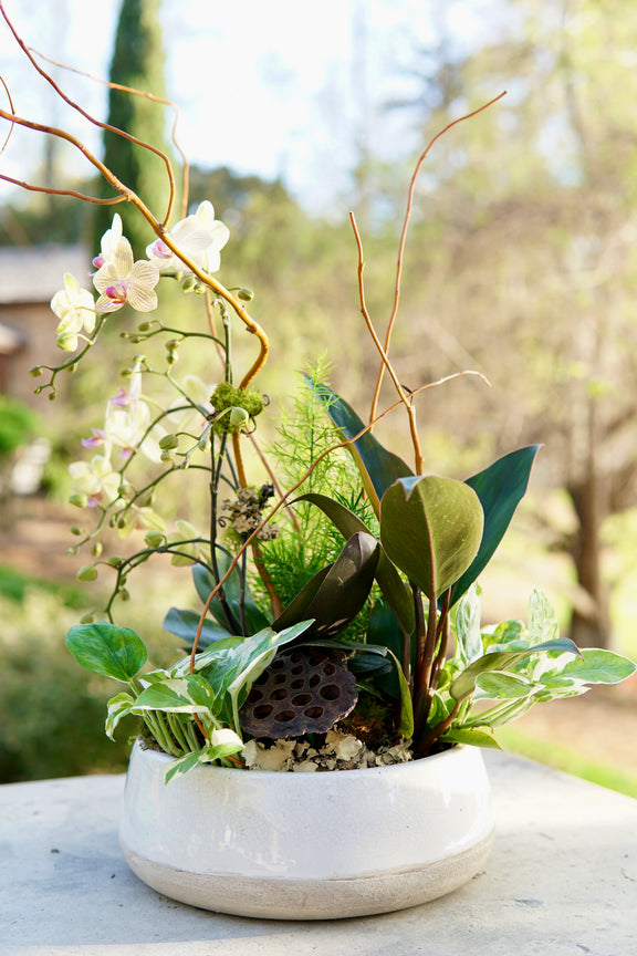 Decorative plant arrangement in a white pot with a blurred natural background