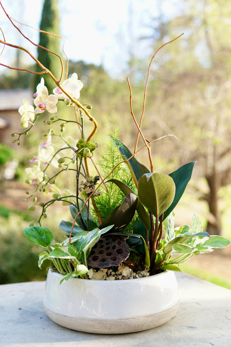 Decorative plant arrangement in a white pot with a blurred natural background