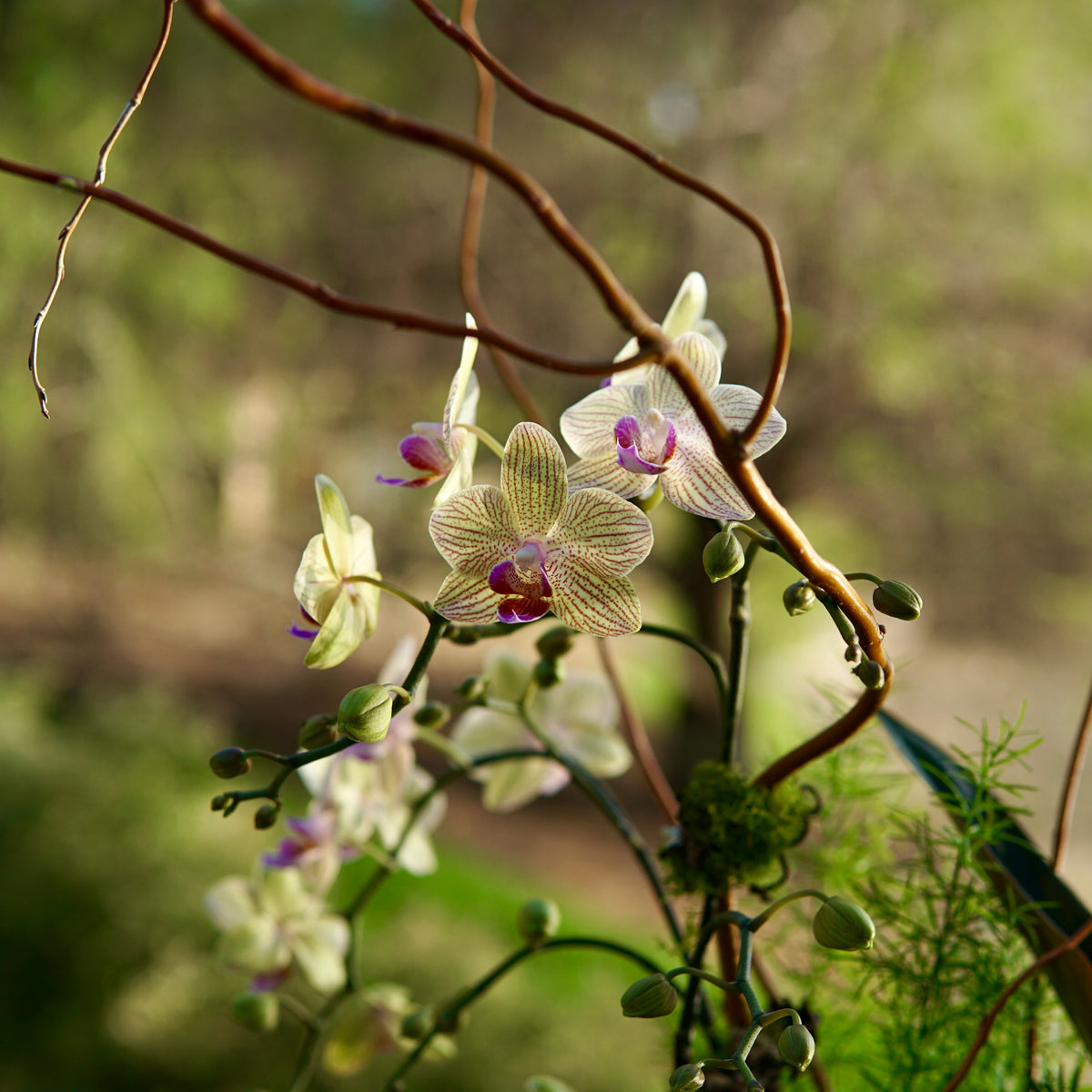 White orchids with purple centers on a branch with a blurred natural background