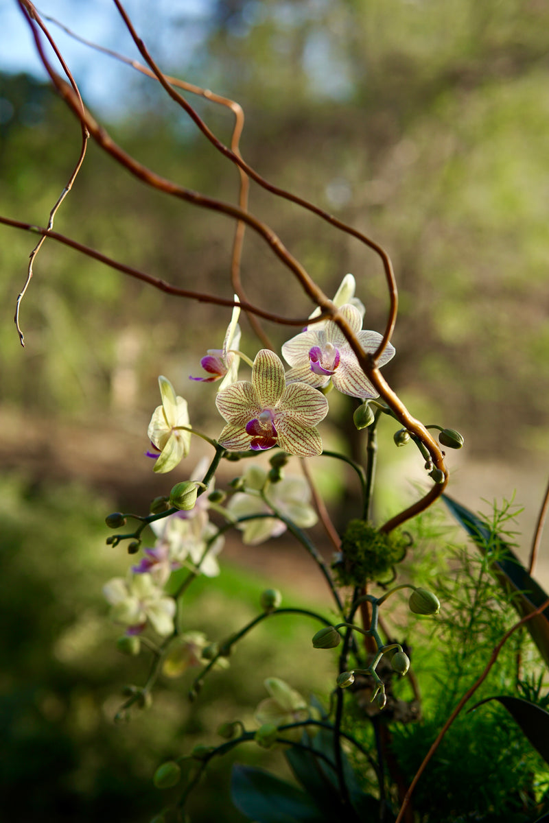 White orchids with purple centers on a branch with a blurred natural background