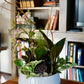Decorative plant arrangement in a white pot on a wooden surface with a bookshelf in the background.