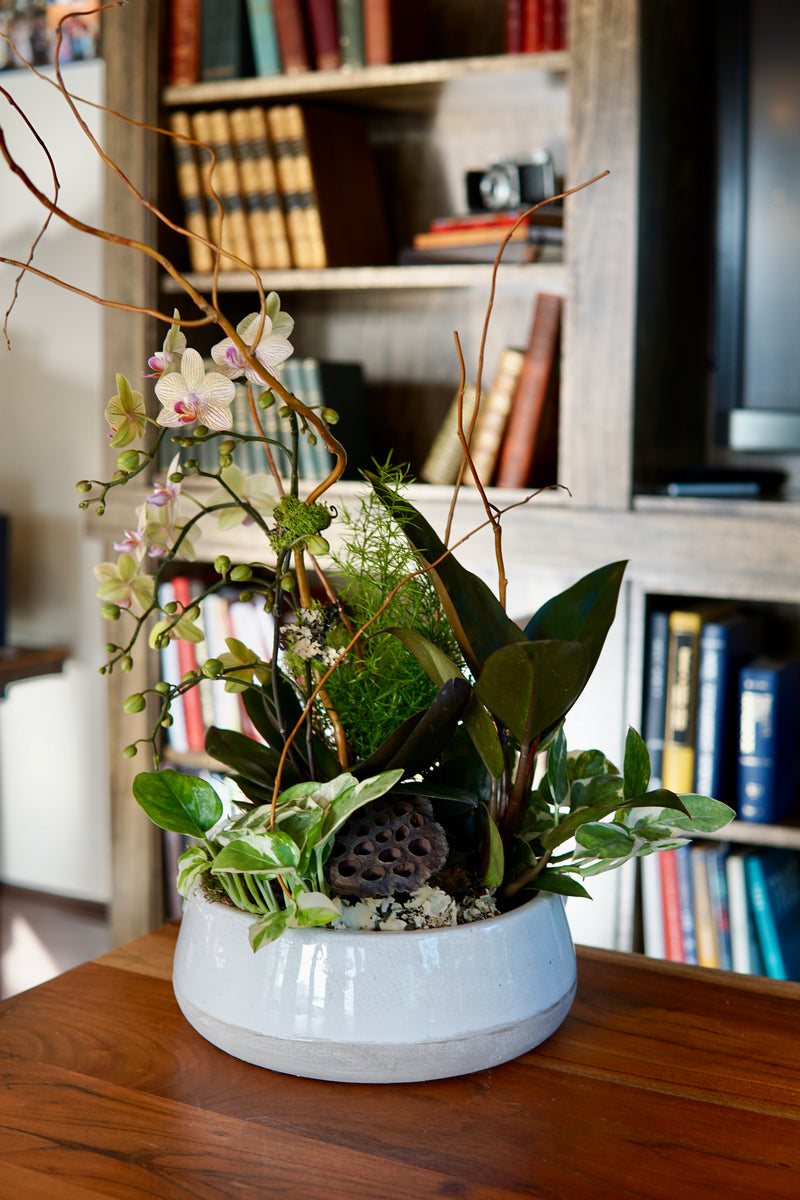 Decorative plant arrangement in a white pot on a wooden surface with a bookshelf in the background.