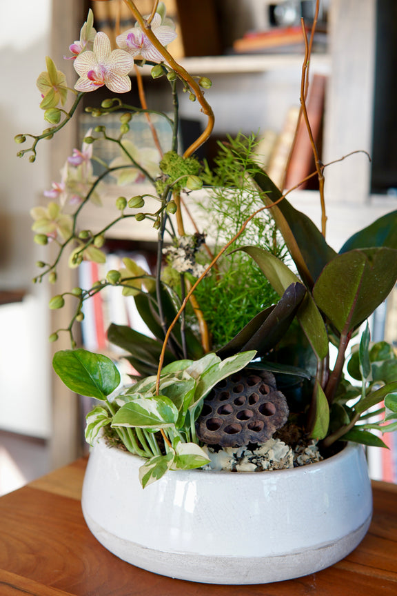 Decorative indoor plant arrangement in a white pot on a wooden surface.