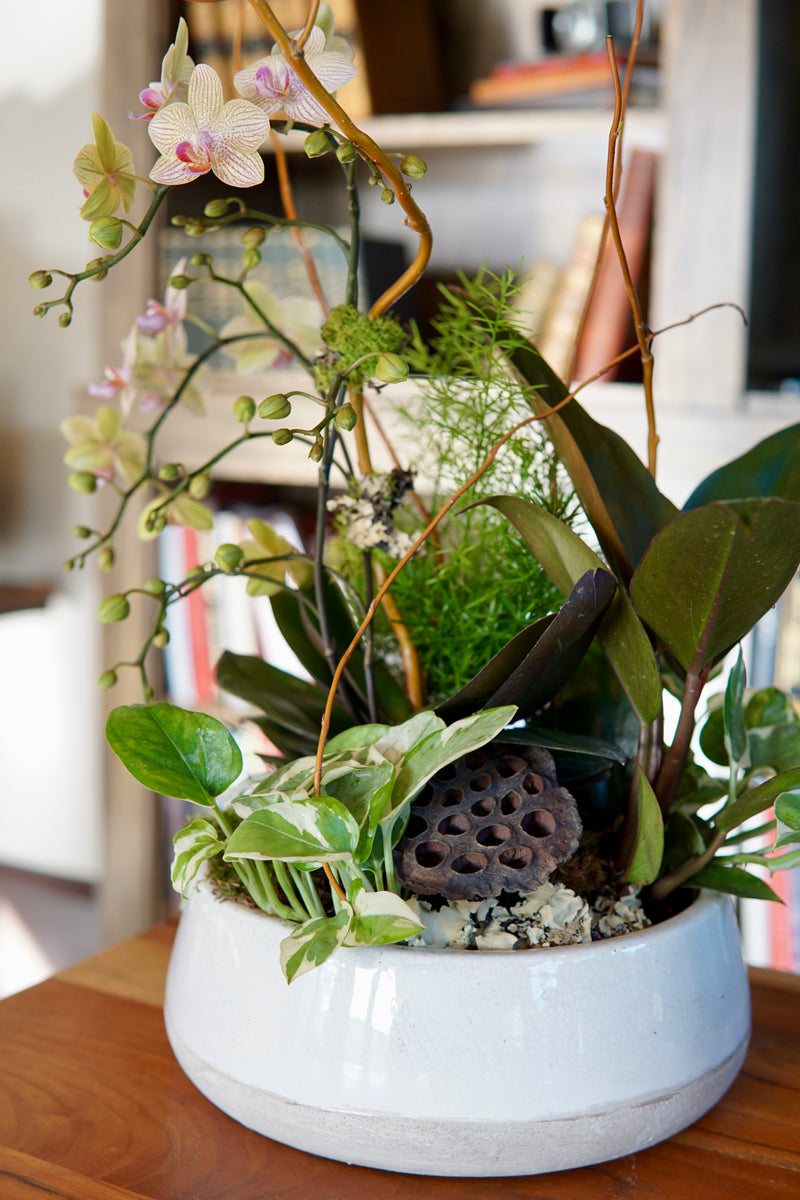 Decorative indoor plant arrangement in a white pot on a wooden surface.