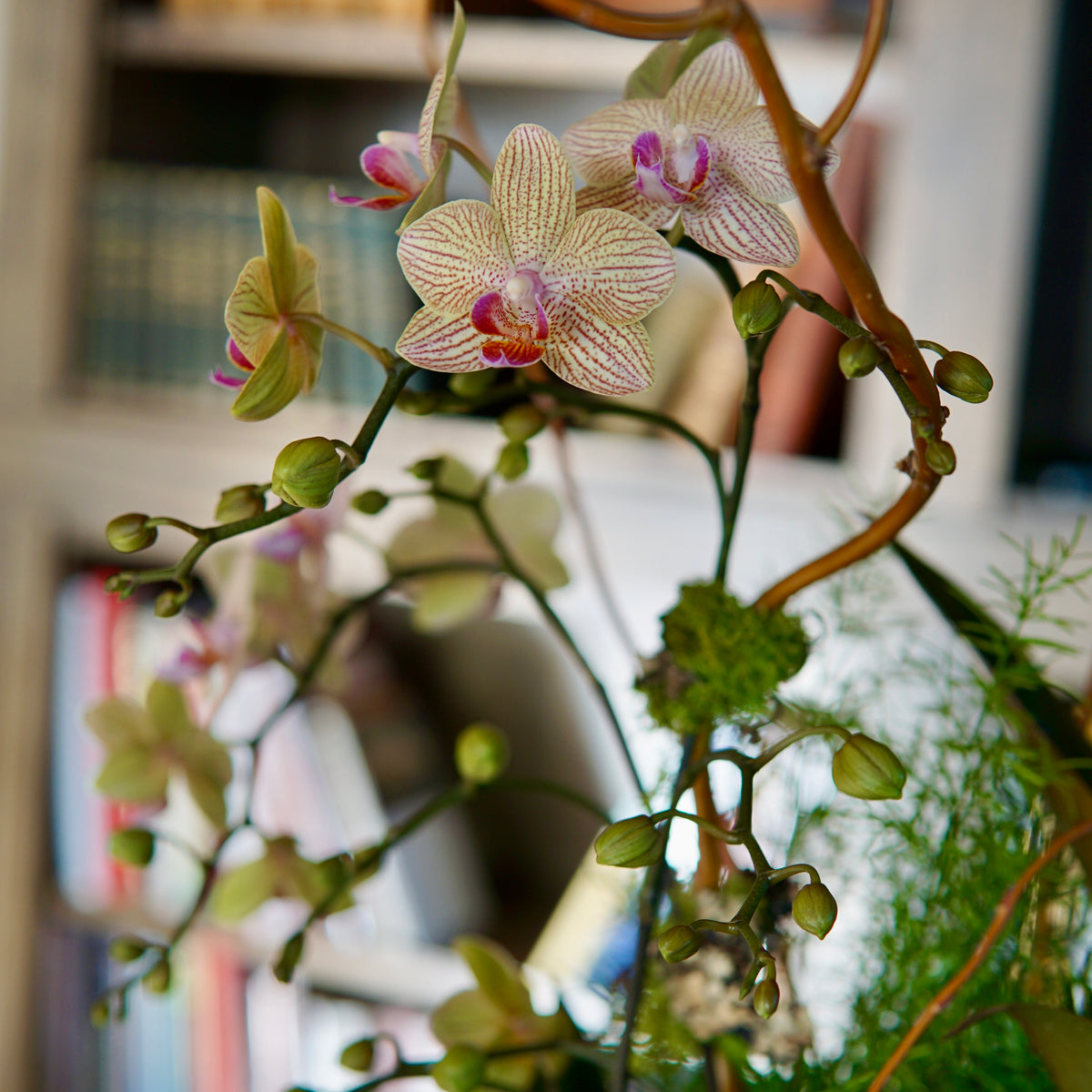 Close-up of a pink orchid with a blurred indoor setting in the background