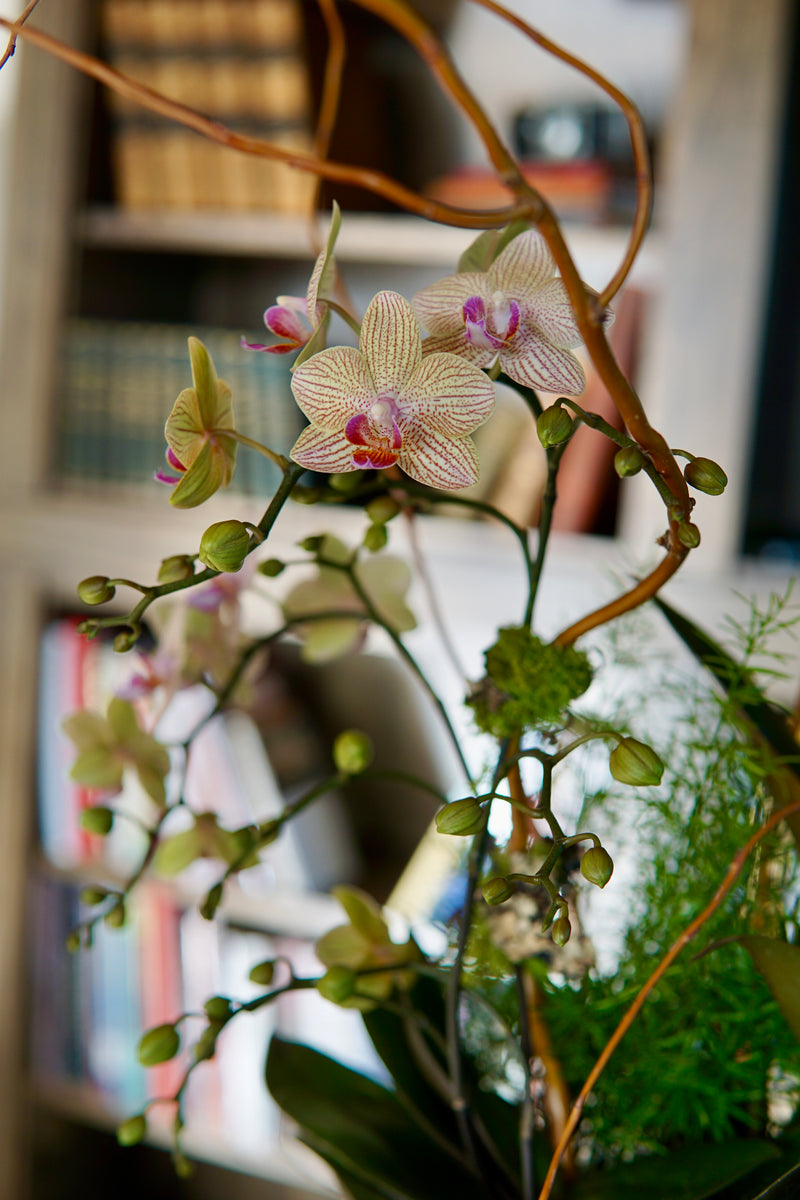 Close-up of a pink orchid with a blurred indoor setting in the background