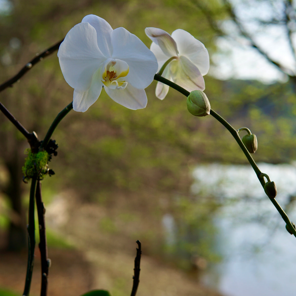 White orchids with a blurred natural background