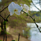 White orchids with a blurred natural background