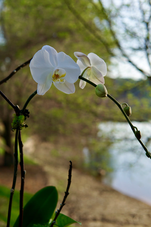 White orchids with a blurred natural background