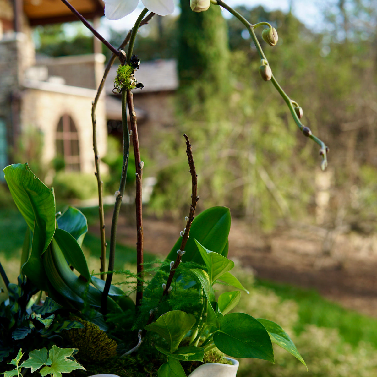 White orchid in a pot with green leaves on a blurred garden background