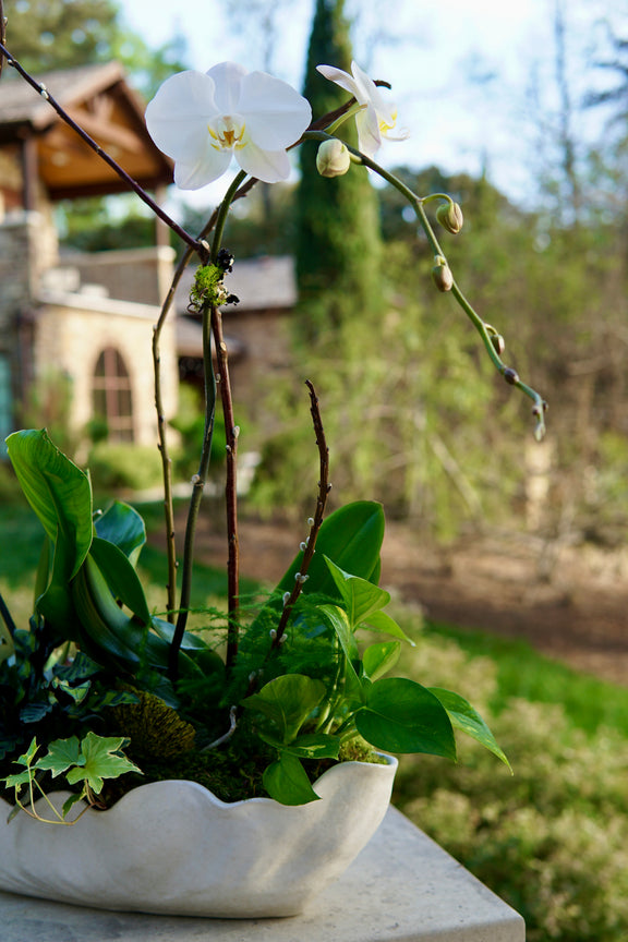 White orchid in a pot with green leaves on a blurred garden background