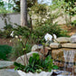 Potted plant with white flowers in front of a small waterfall in a garden setting