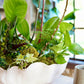Decorative arrangement of green plants in a white bowl on a wooden surface with a blurred background.