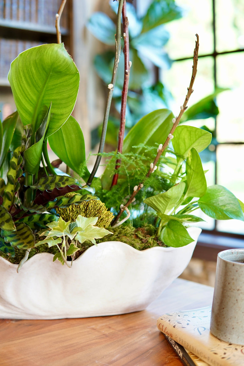Decorative arrangement of green plants in a white bowl on a wooden surface with a blurred background.