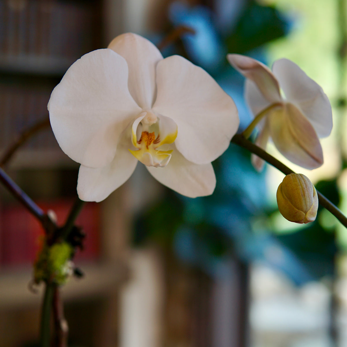 White orchid flower with a blurred indoor background