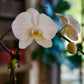White orchid flower with a blurred indoor background