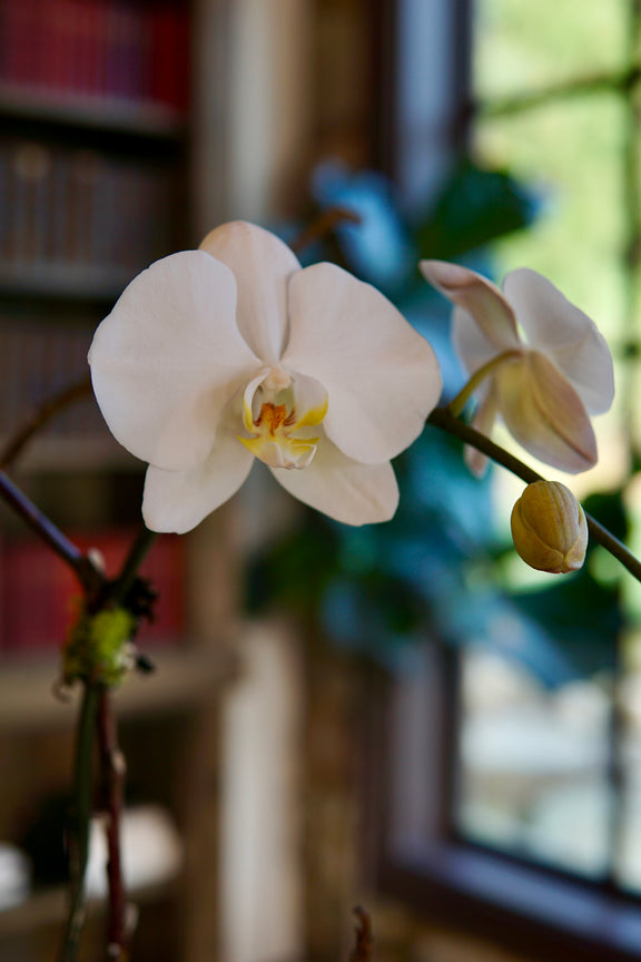 White orchid flower with a blurred indoor background