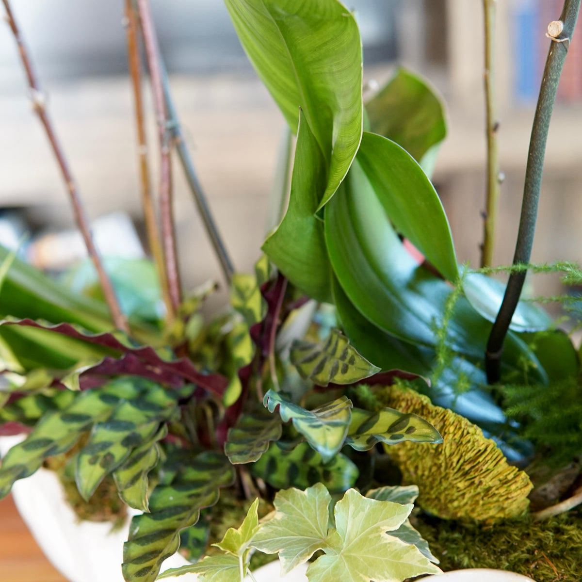 Decorative arrangement of green plants in a white container on a wooden surface.