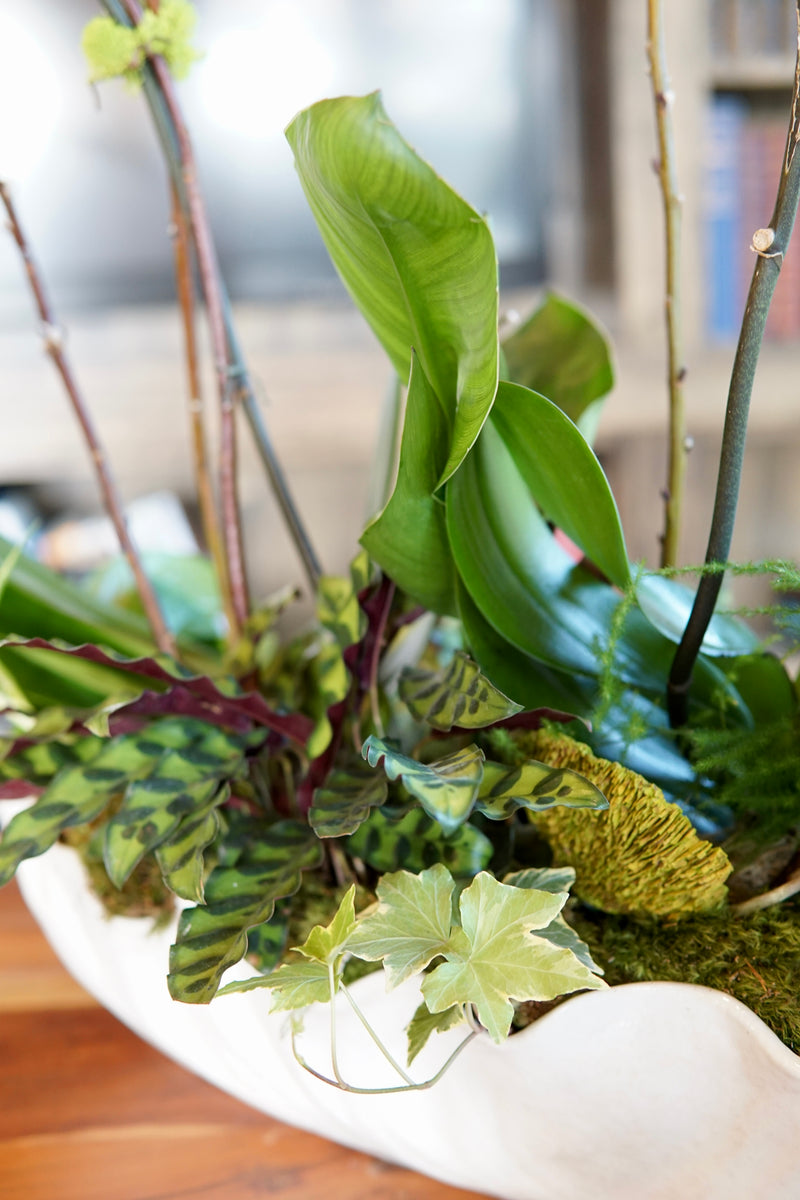 Decorative arrangement of green plants in a white container on a wooden surface.