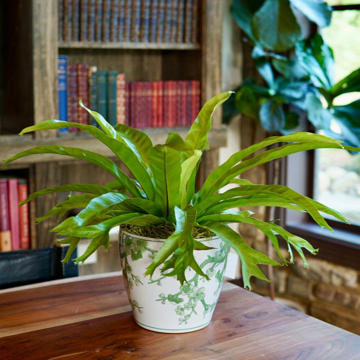 Potted plant on a wooden table with a bookshelf in the background