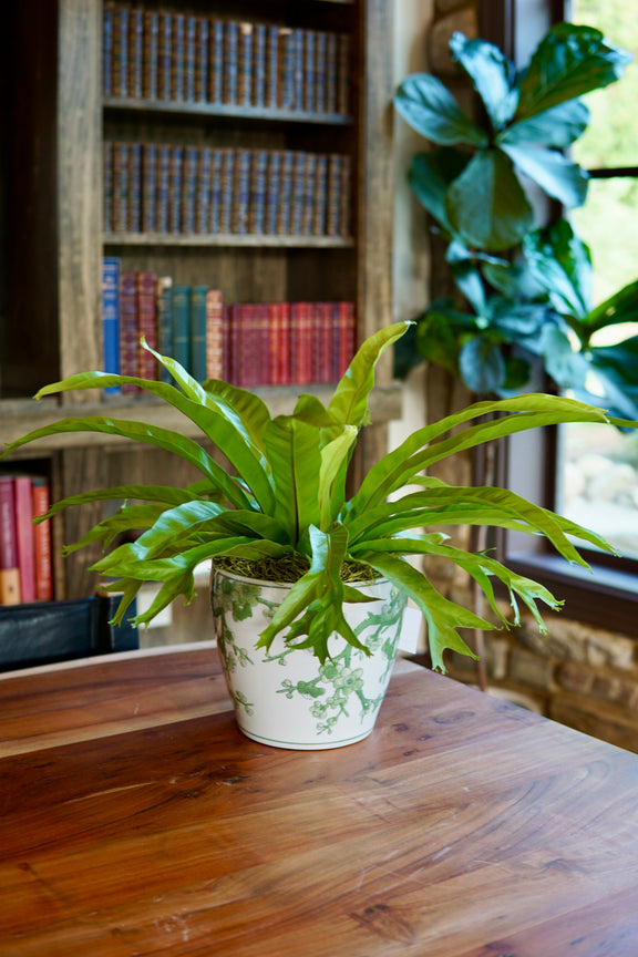 Potted plant on a wooden table with a bookshelf in the background
