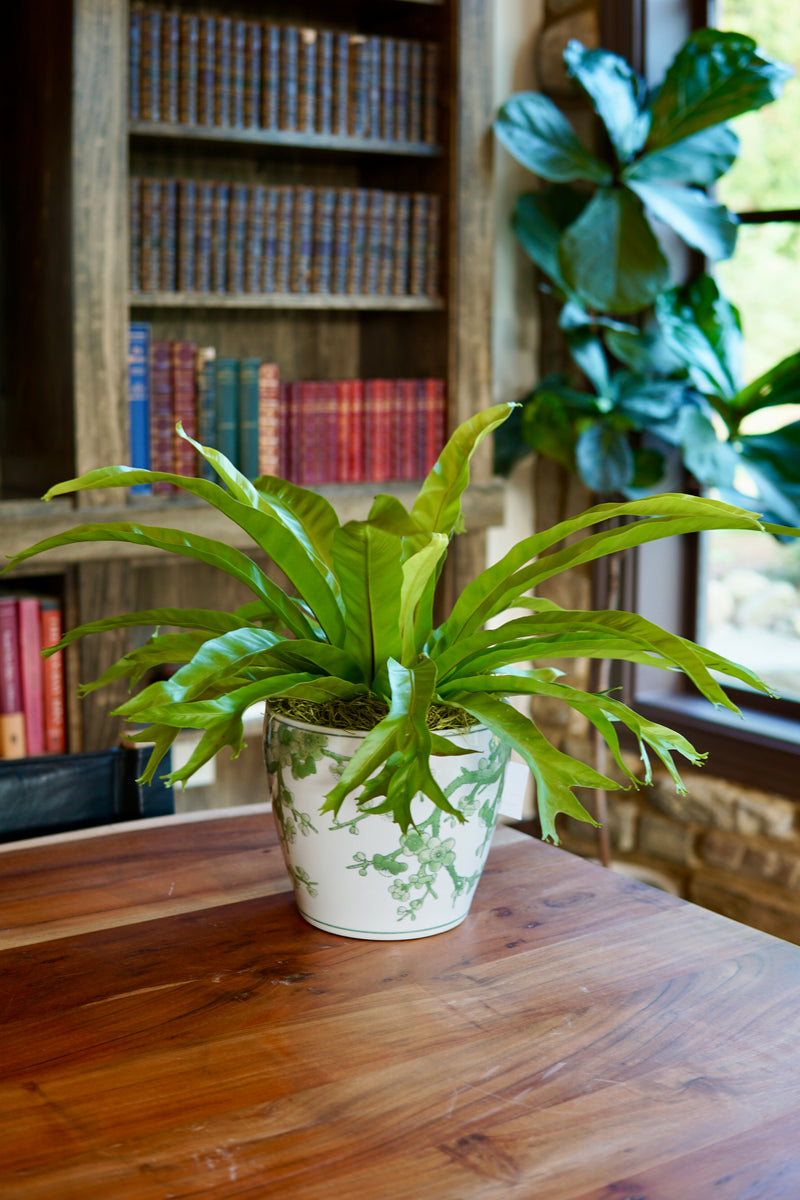 Potted plant on a wooden table with a bookshelf in the background